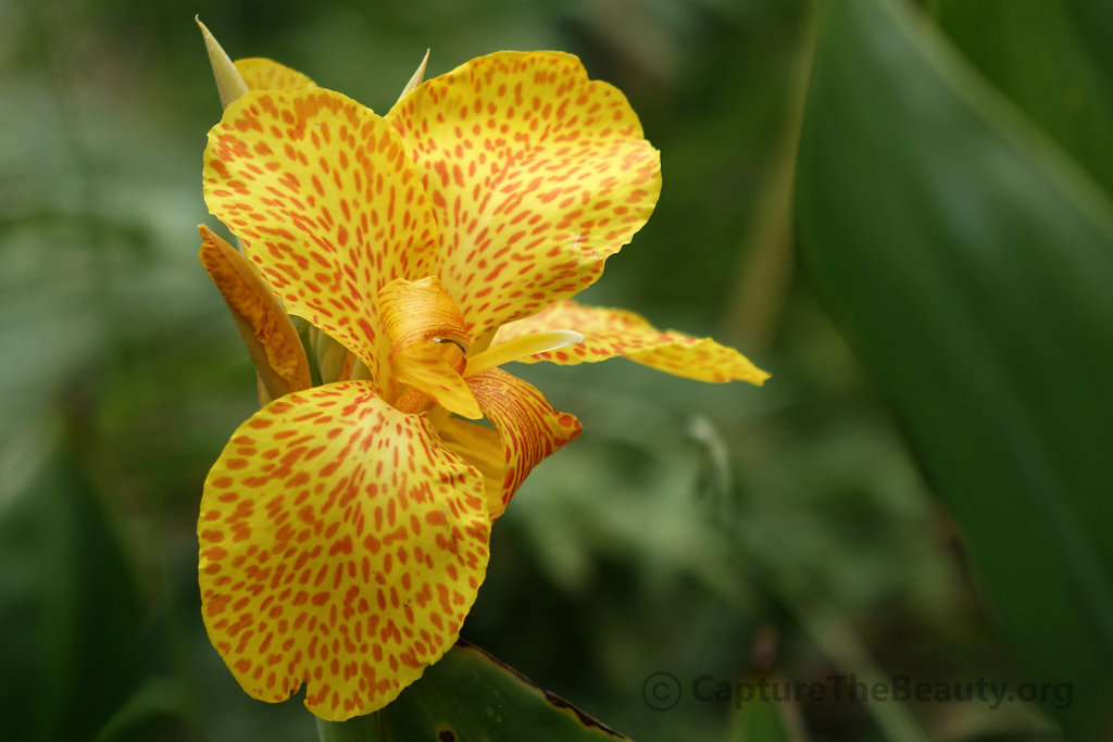 Madeira - Flowers