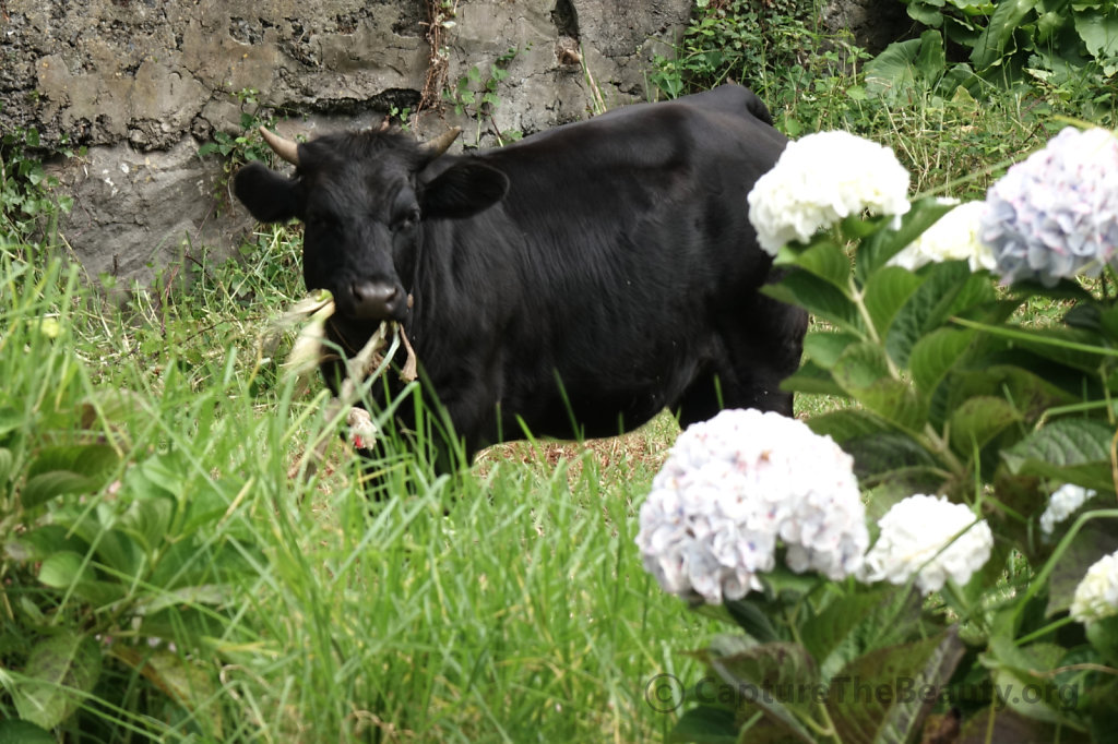 Madeira - Cattle