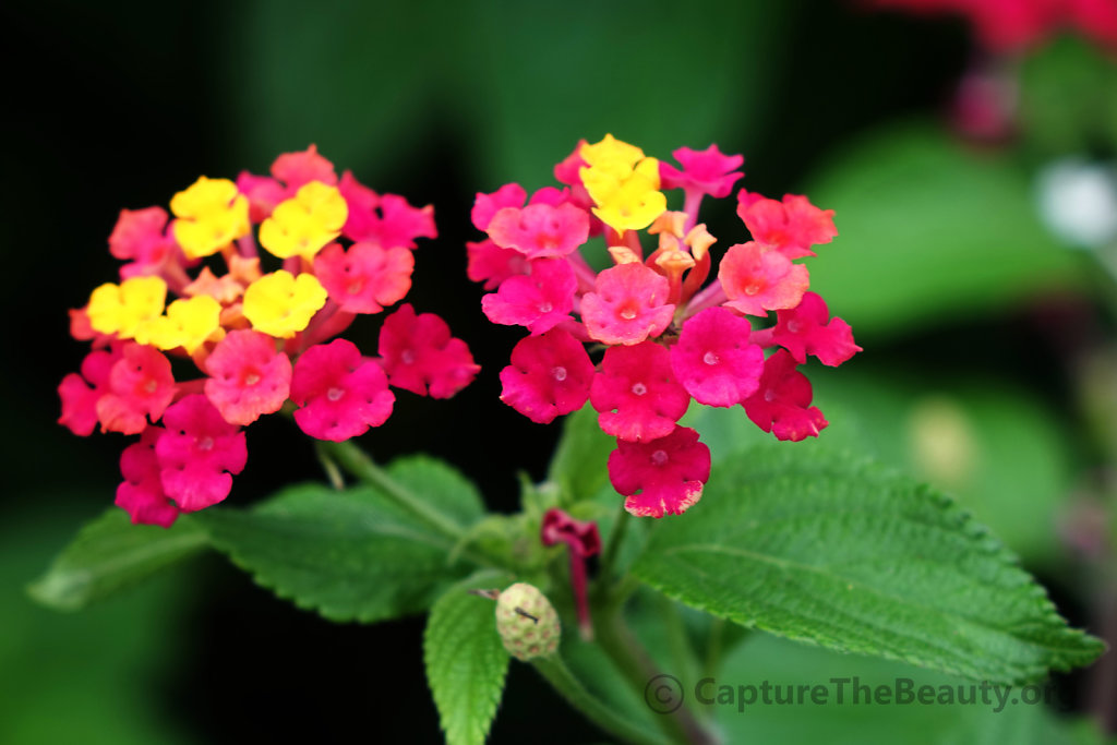 Madeira - Flowers