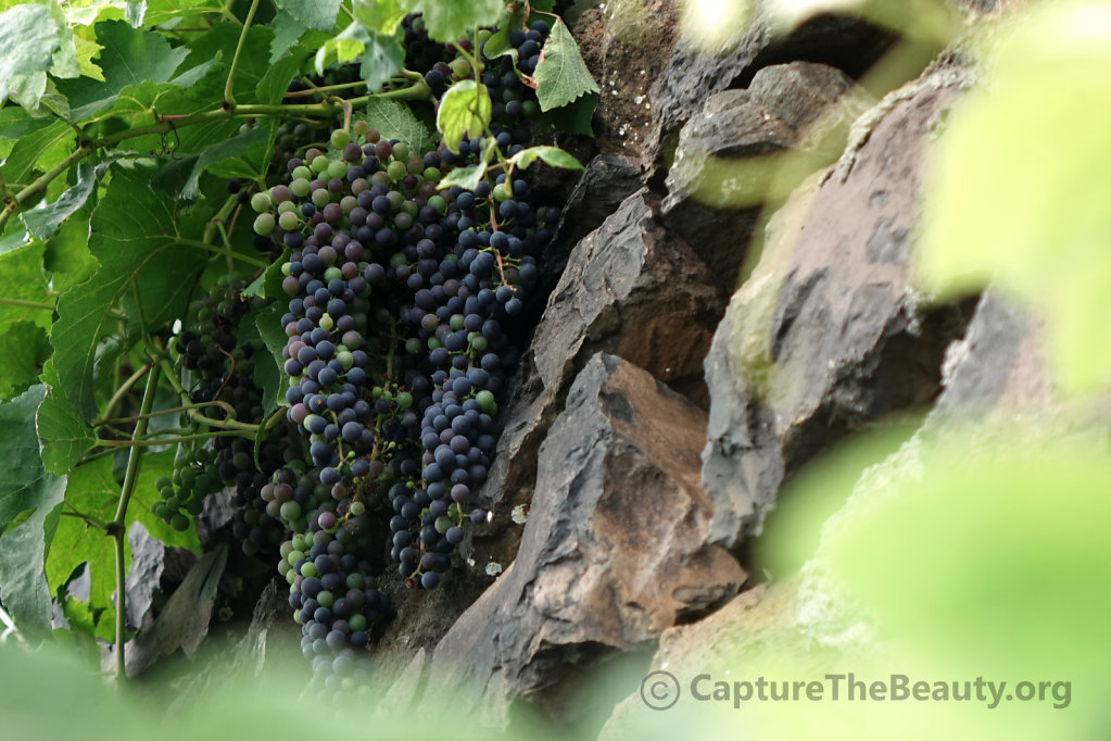 Madeira - Wineyard