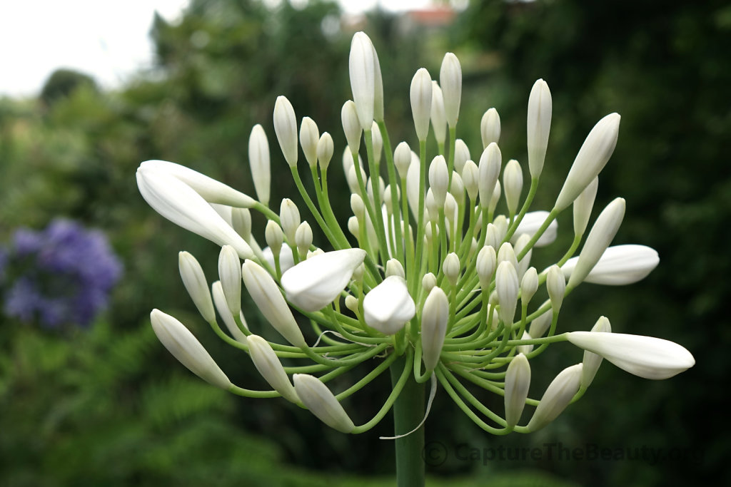 Madeira - Flower