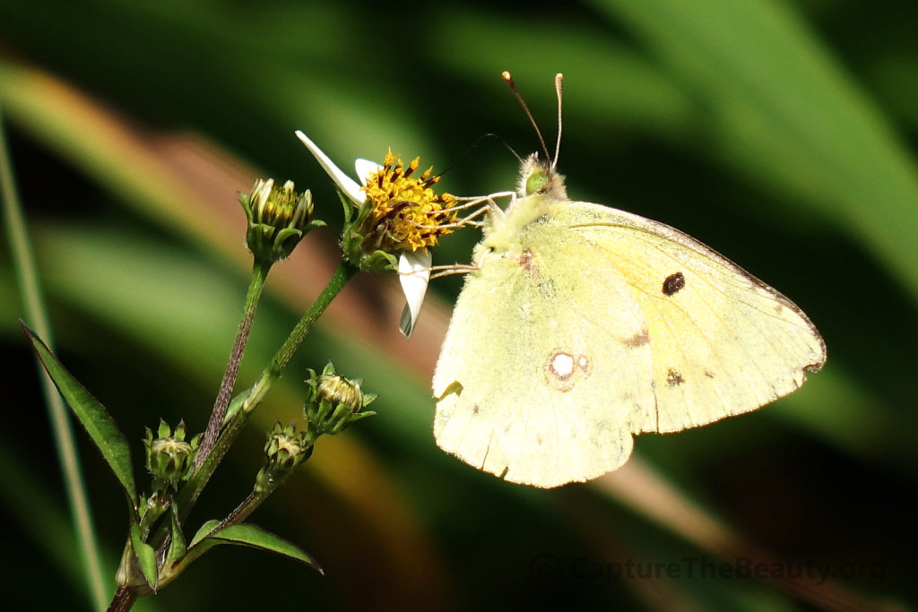 Madeira - Butterfly