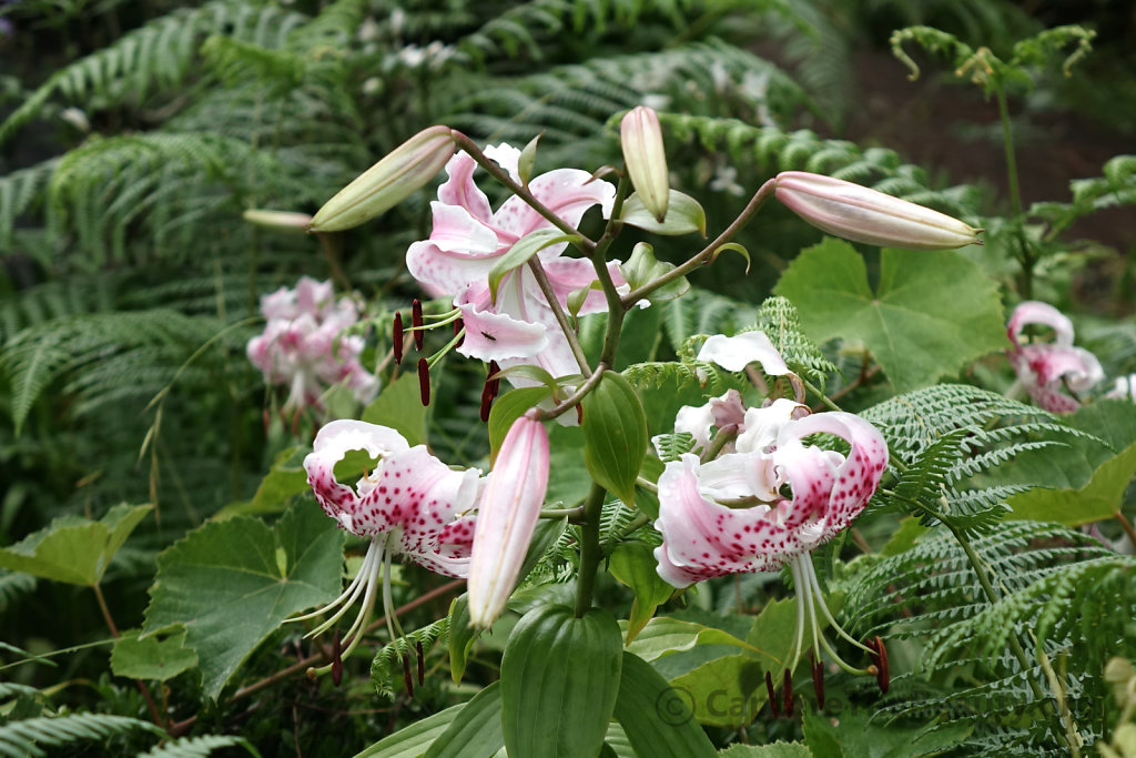 Madeira - Flowers