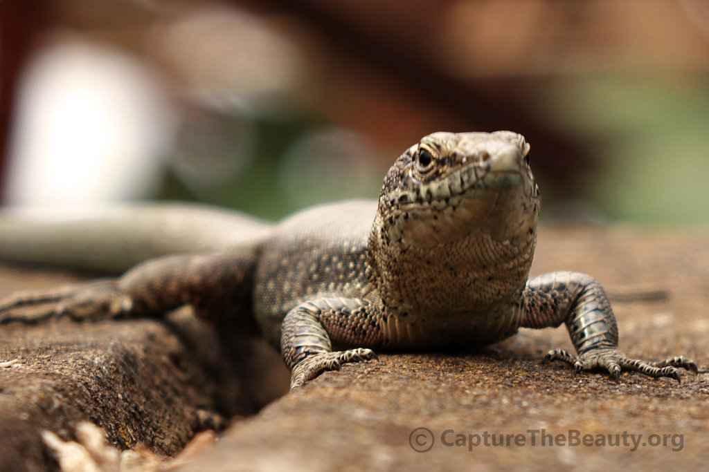 Madeira - Gecko