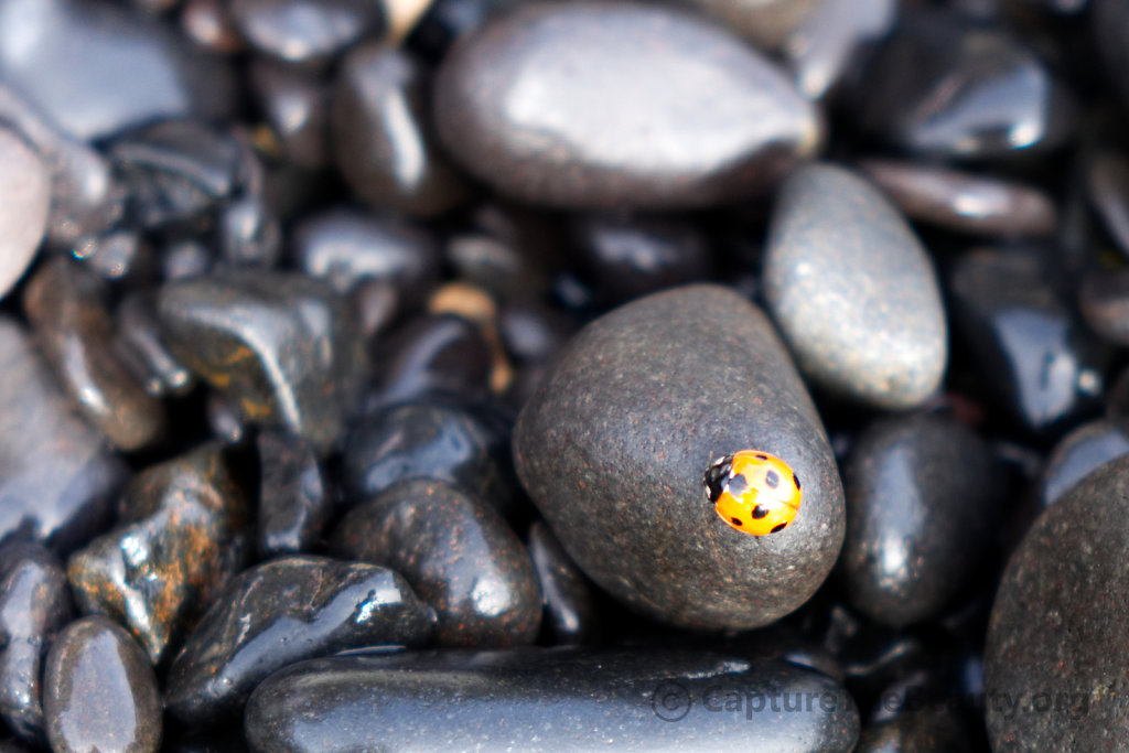 Lanzarote - Ladybug chillin out