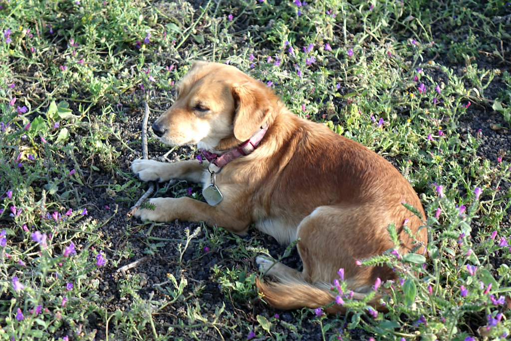 Lanzarote - Perrita tranquilita