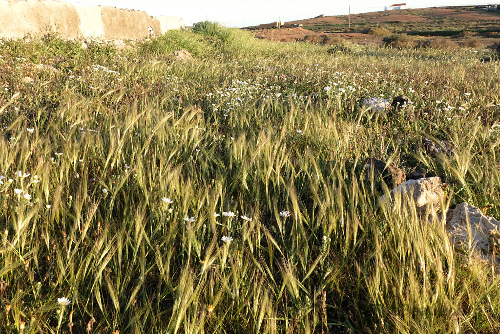 Lanzarote - Gras in the wind