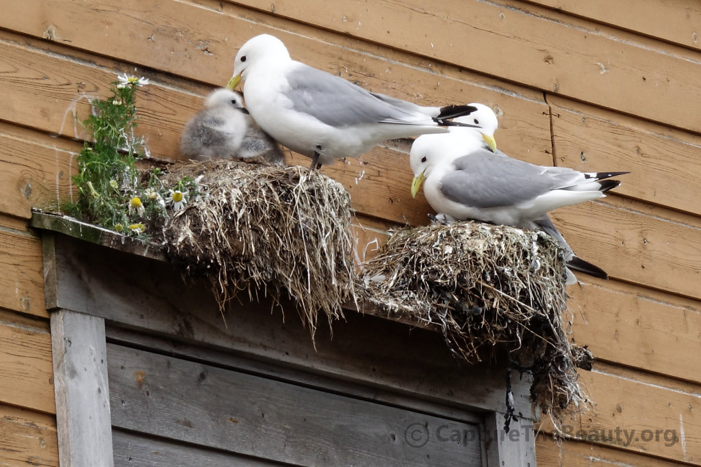 Norway - Seagull family at home