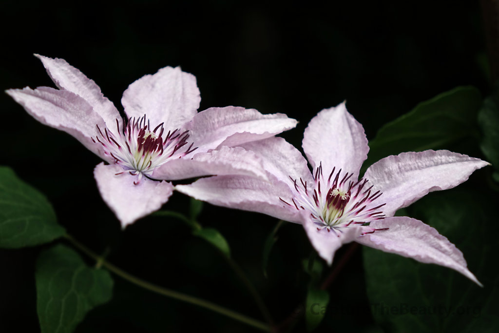 Germany - Twin flowers