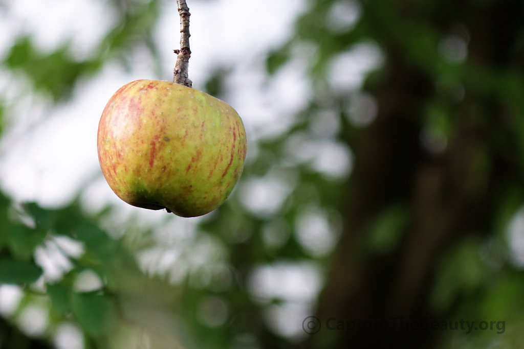 Germany - Apple in the wind