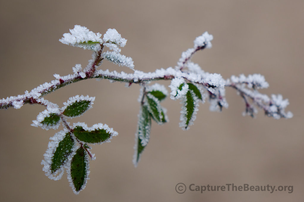 Germany - Touched by winter